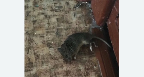 Дезинфекция от мышей в Хатуни