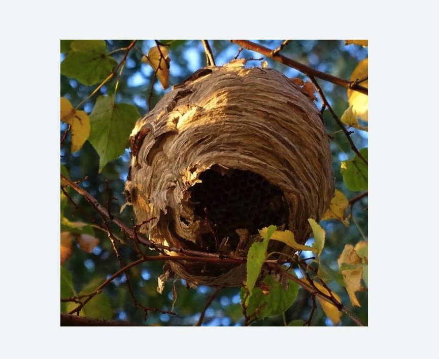 Обработка от шершней в Хатуни