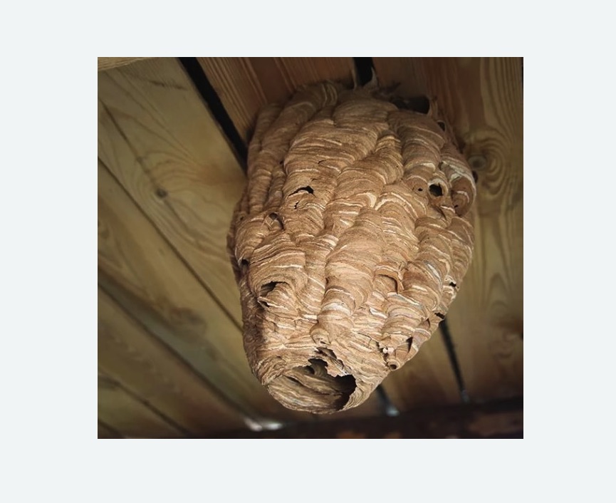 обработка от шершней в Хатуни