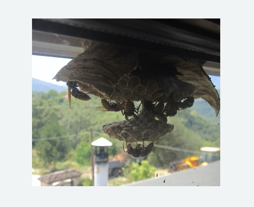 Уничтожение гнёзд шершней в Хатуни