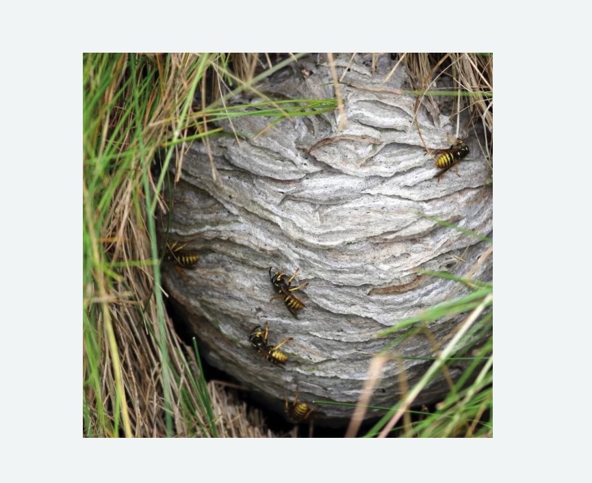 Уничтожение ос и ульев в Хатуни